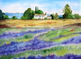 51 - Mary Vivian 'Lavender in Provence' Watercolour.JPG